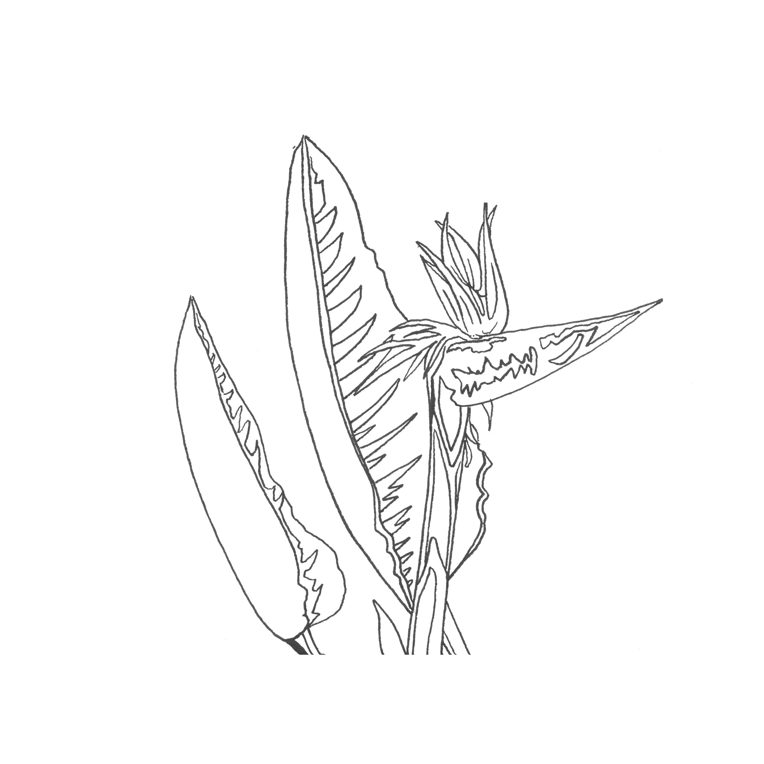 birdofparadisewebsite.jpg