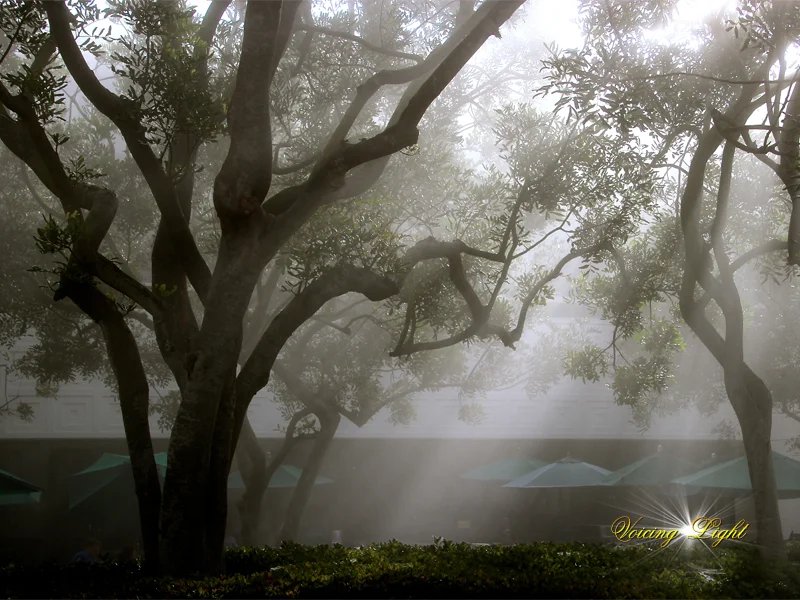 fogfilter.jpg