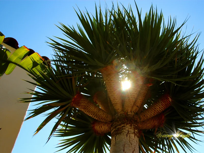 rarepalm.jpg