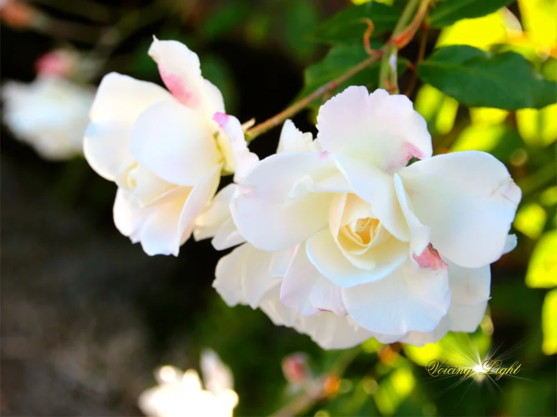 whiteroses.jpg