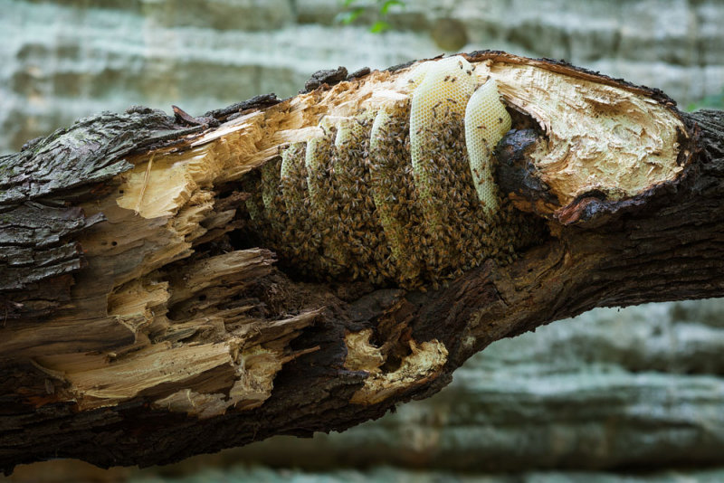 Metaphor for a beekeepers institute in the landscape can be found in a tree trunk.