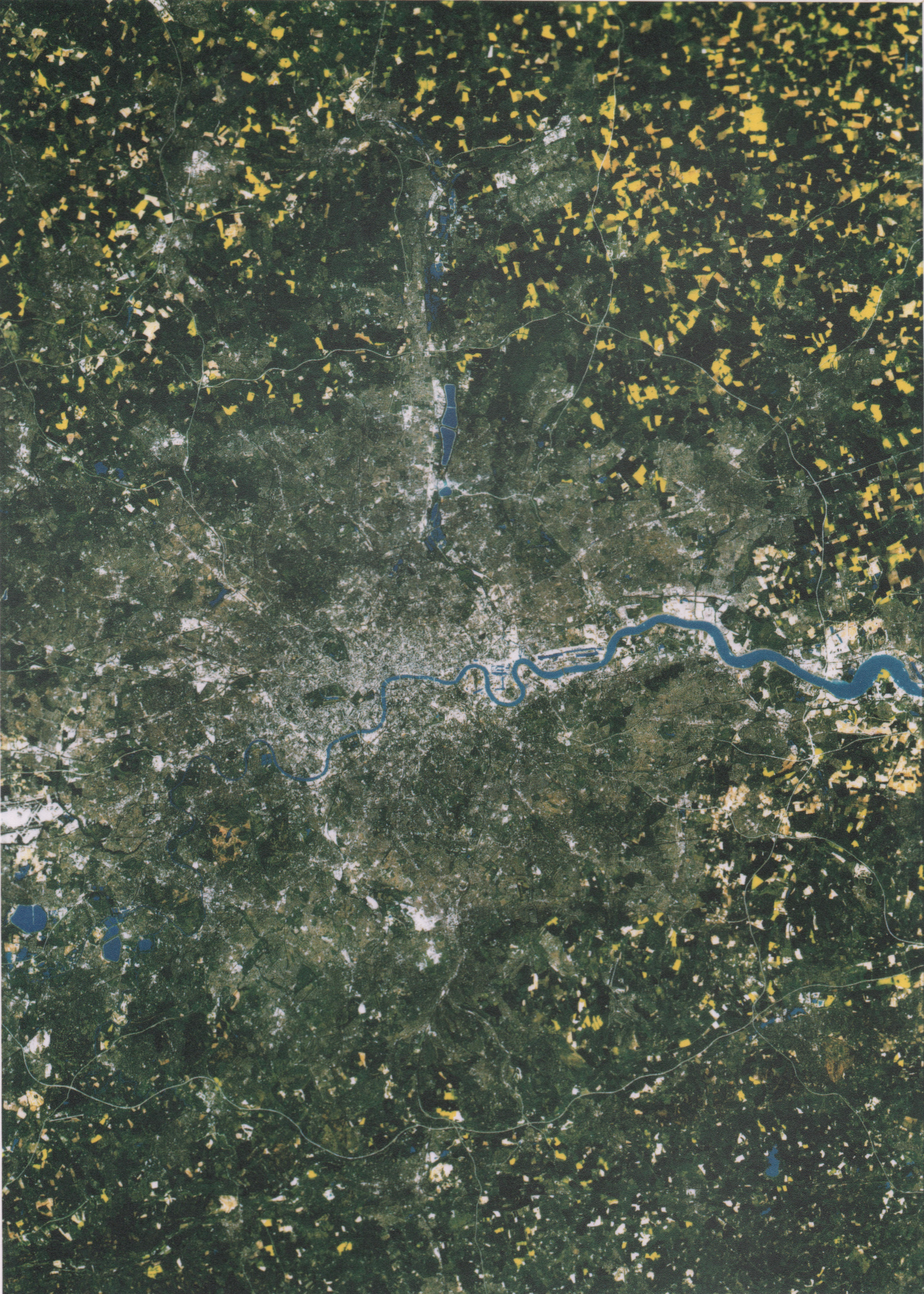 Yellow Oilseed Rape fields bloom in the springtime, all around the City of London. This is the edge of the city.