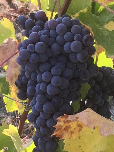 Nebbiolo grapes from Barolo.jpg