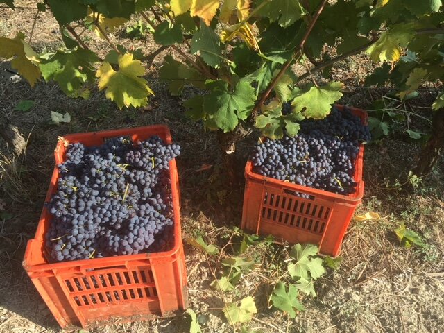 harvest of Barolo.jpg