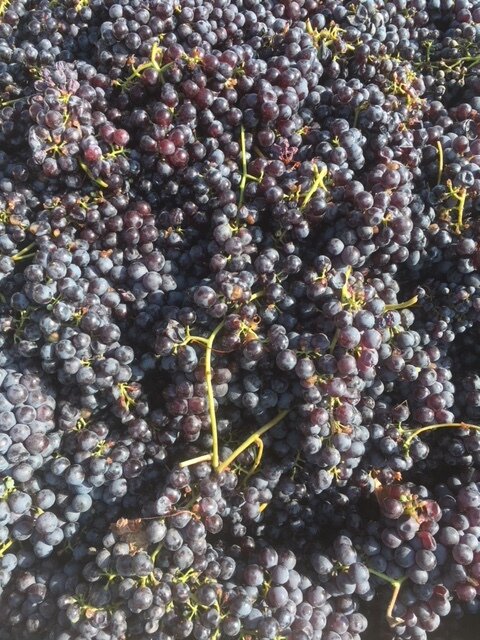 harvest of Barolo 2.jpg