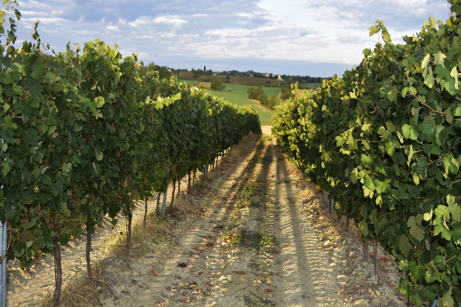 vigneto-cantina-di-tortona.jpg