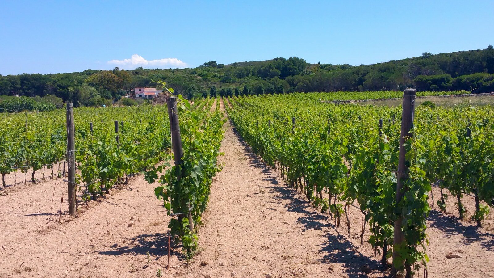 Sardinia-winery-u-tabarka-carloforte.jpg
