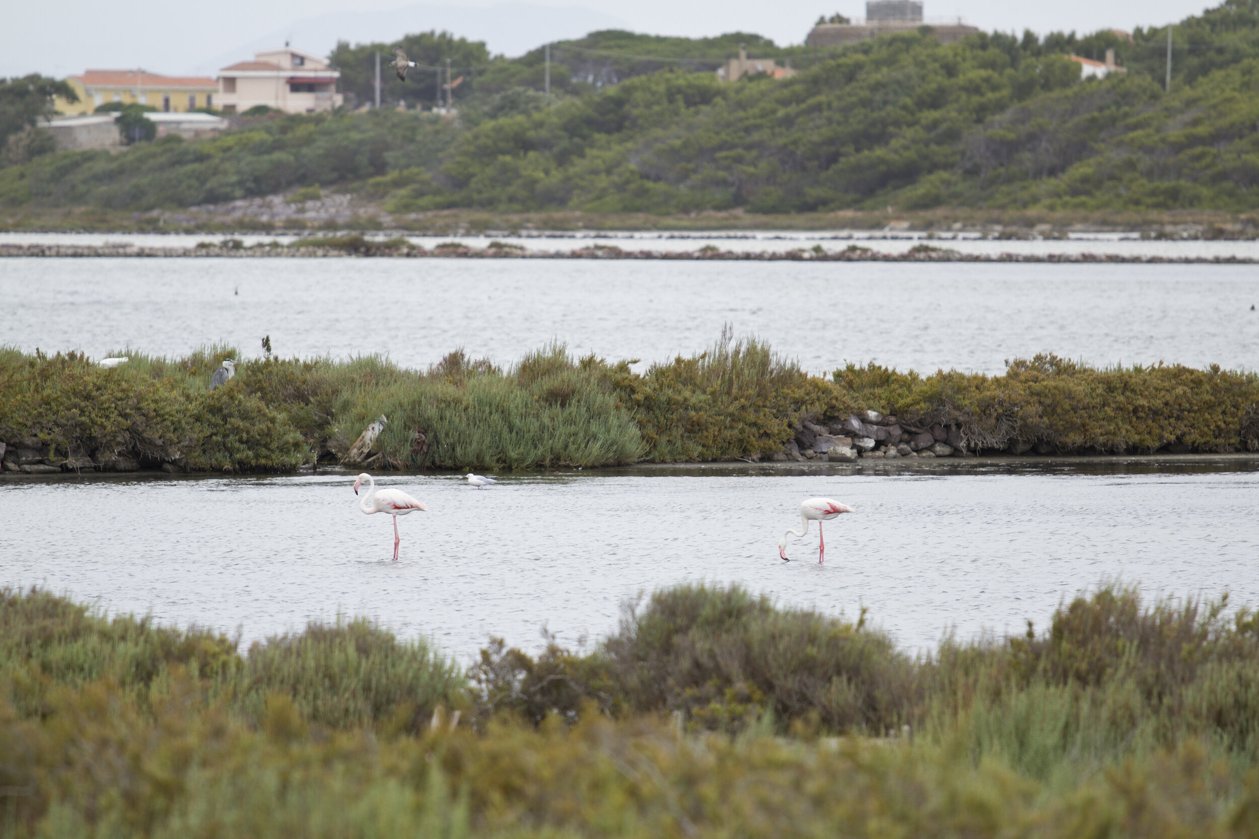 Flamingoes_at_Carloforte_salina_-_panoramio.jpg