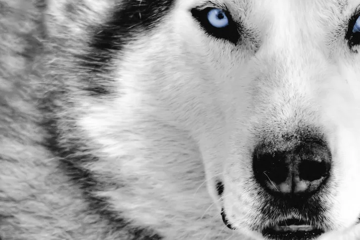 best-ever-white-wolf-485x728.jpg
