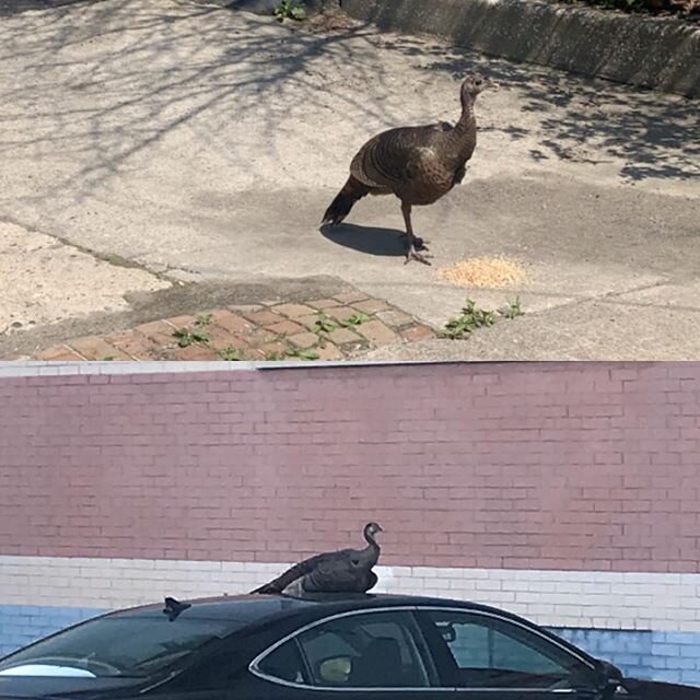 Good news guys, as of a few days ago we have a parking lot turkey 🤎