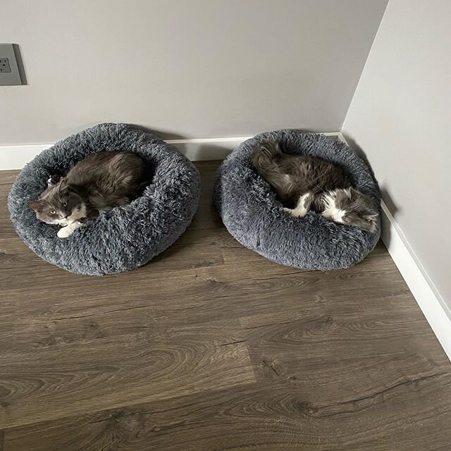 Enjoying a clean house during all this craziness, Dolly &amp; Rick are thinking maybe if they sleep through this everything will be back to normal when they wake! 🤞🏼🐱💤
#coronavirus #quirogacleaning