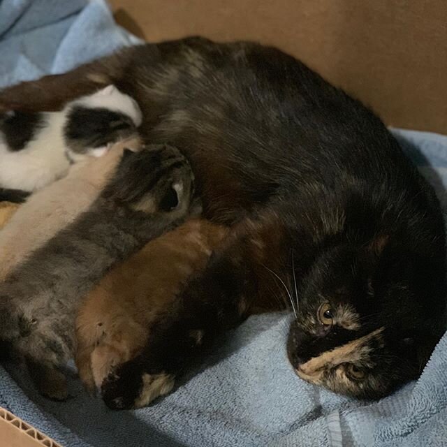 We haven&rsquo;t been so active because we recently saved a mom and her 4 kittens! She was found at an abandoned home with these kittens and we did not hesitate at all to bring them in with us. We will be creating an album exclusive to them if you&rs