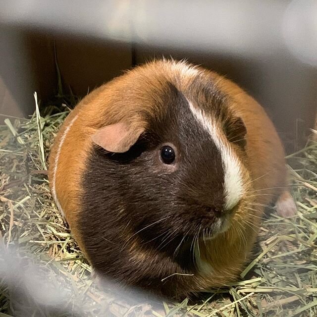 We have a lot of love for Guinea Pigs too ❤️ this is buttercup waiting to get her dried fruit treats she loves so much