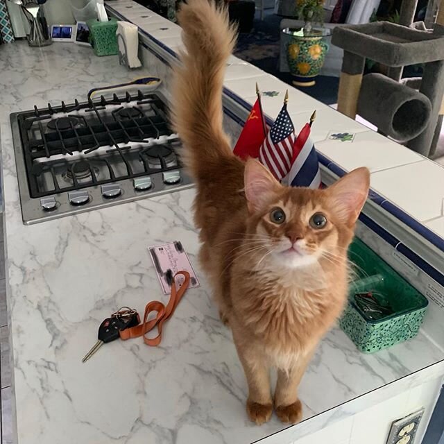 Our cat of the day - Nacho! He was greeting us and showing where the check was for today&rsquo;s service 😀