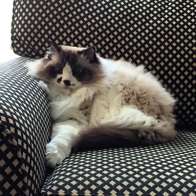 Our supervisor watching us from the couch 🙃🏡🐱 #vahousecleaning #quirogacleaning #fairfax #fairfaxhousecleaners