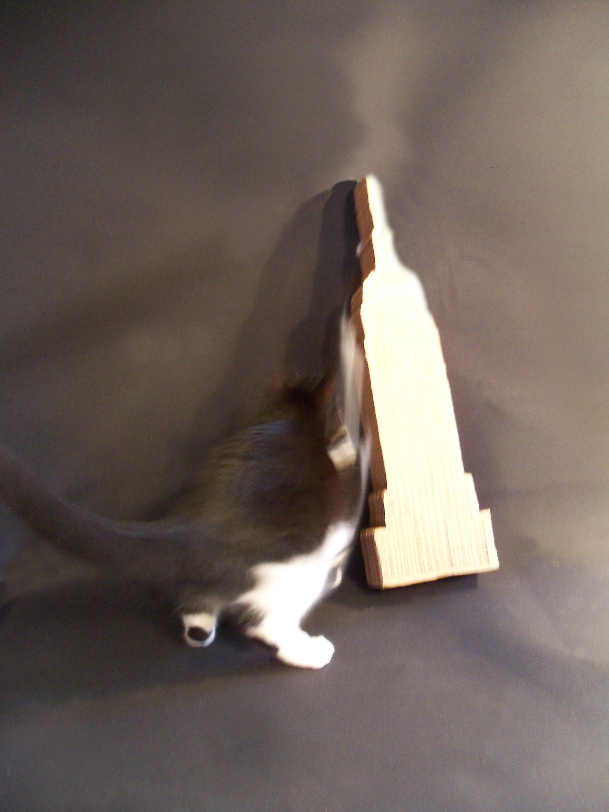 actionshot1.jpg