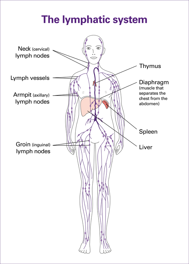 lymphatic-system map.png
