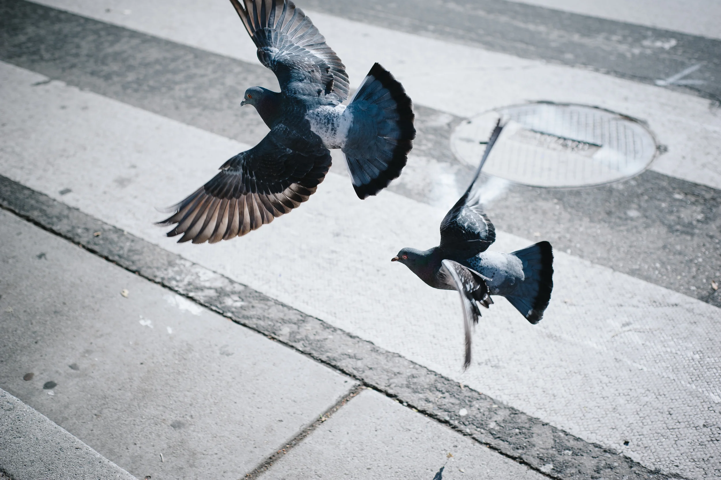Pigeons 002.JPG