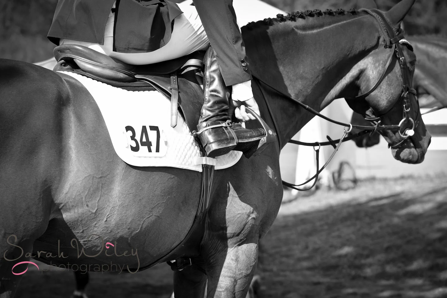 horse-3.jpg