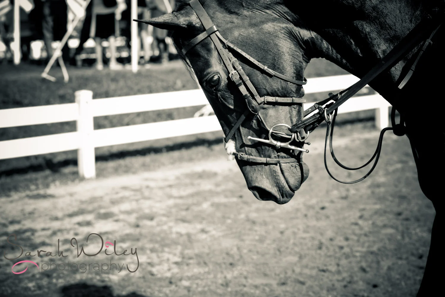 horse-4.jpg
