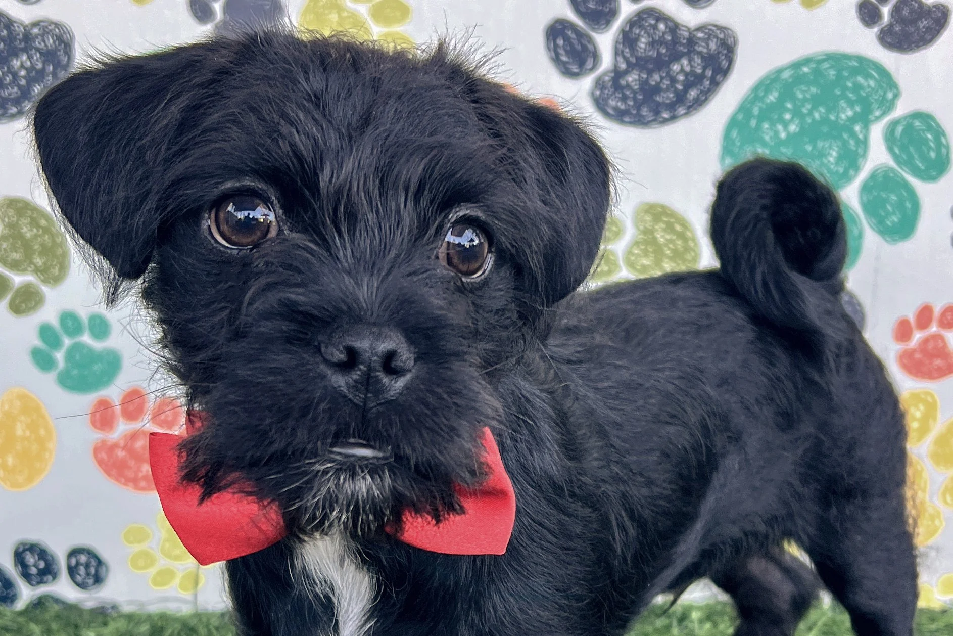  Pick me!   Cobra    Adoptable Dogs  