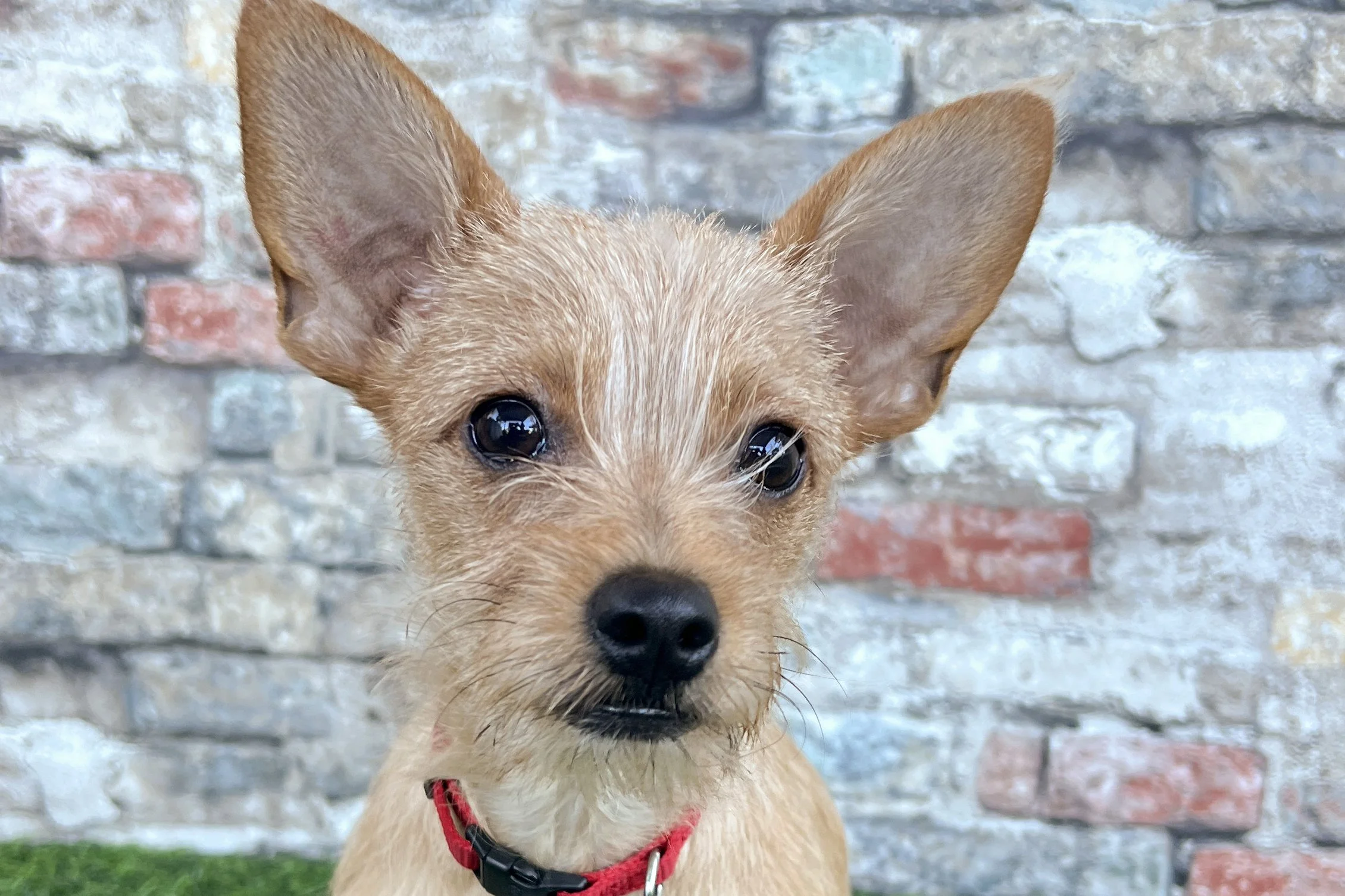  Pick me!   Beanie Baby    Adoptable Dogs  