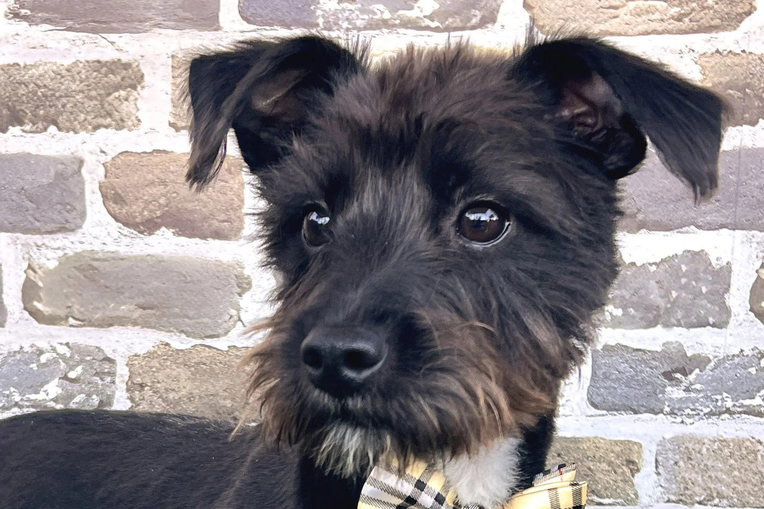  Pick me!   Fitz    Adoptable Dogs  