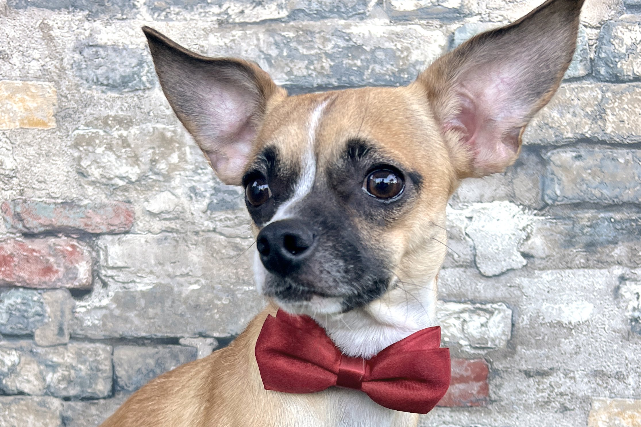  Pick me!   Kevin    Adoptable Dogs  