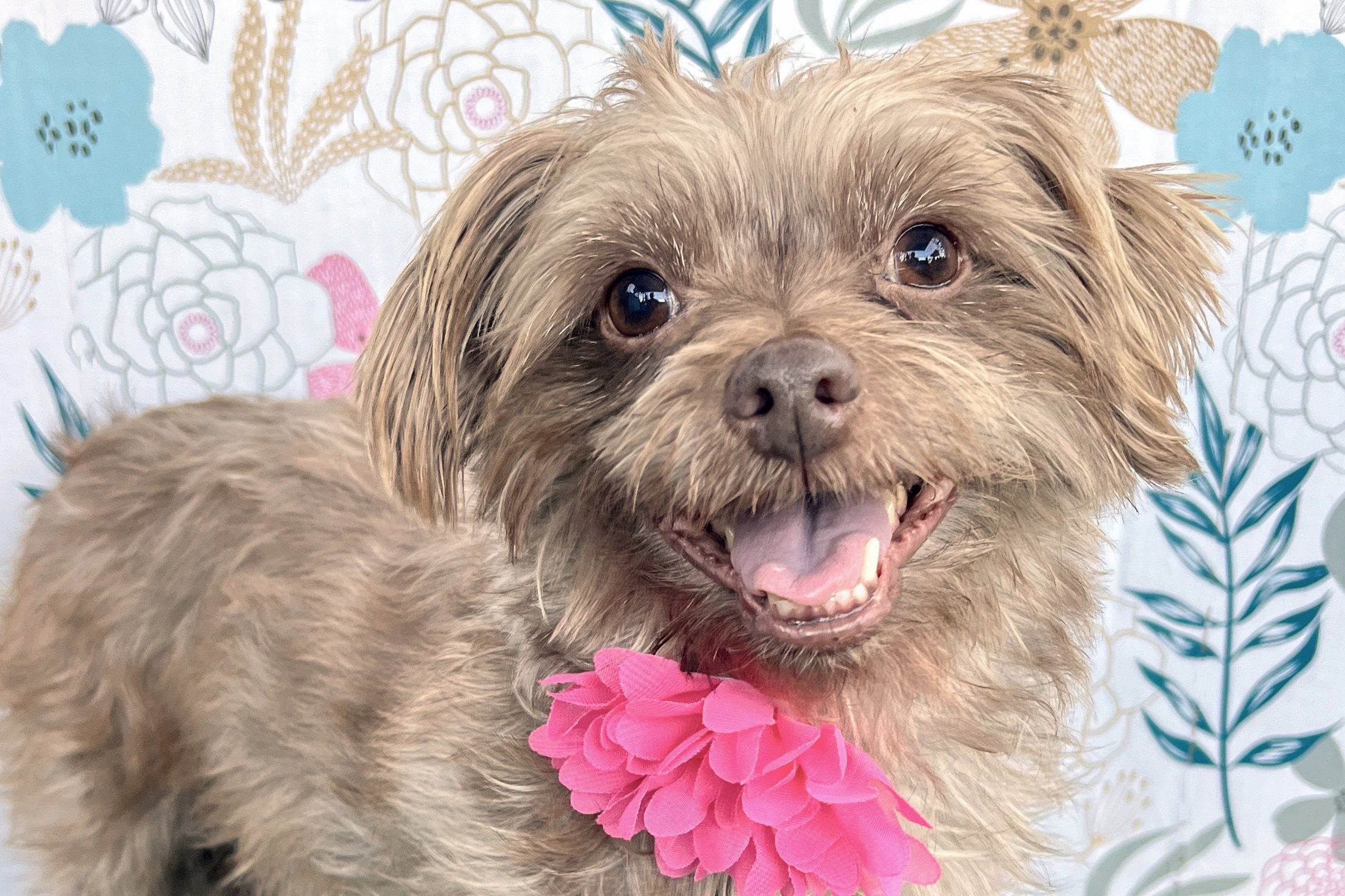  Pick me!   Nala    Adoptable Dogs  