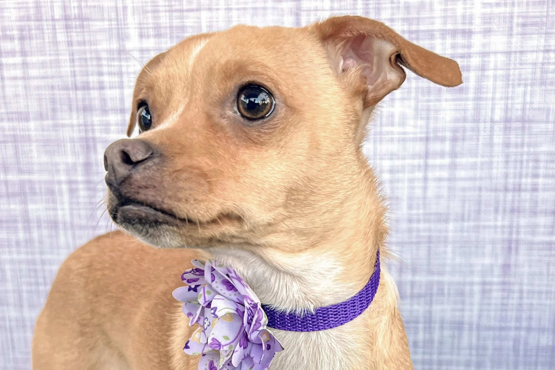 Pick me!   Peach    Adoptable Dogs  