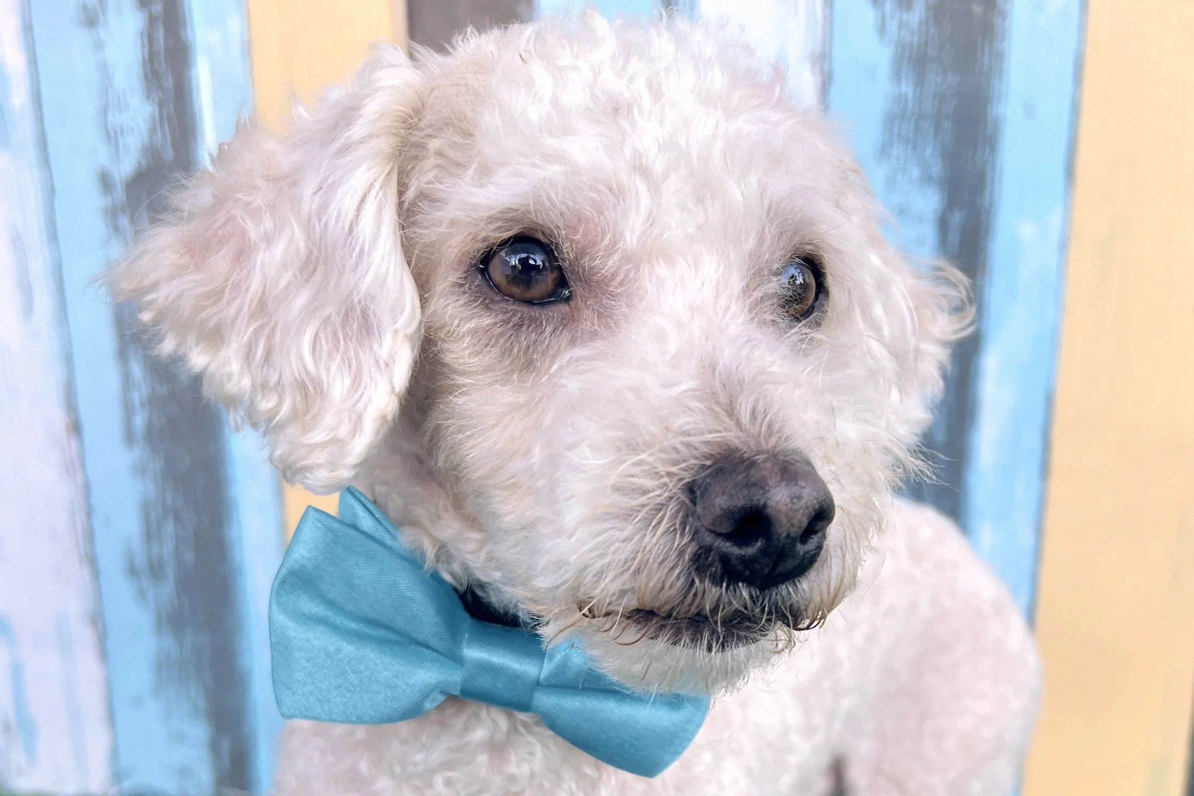  Pick me!   Pickles    Adoptable Dogs  