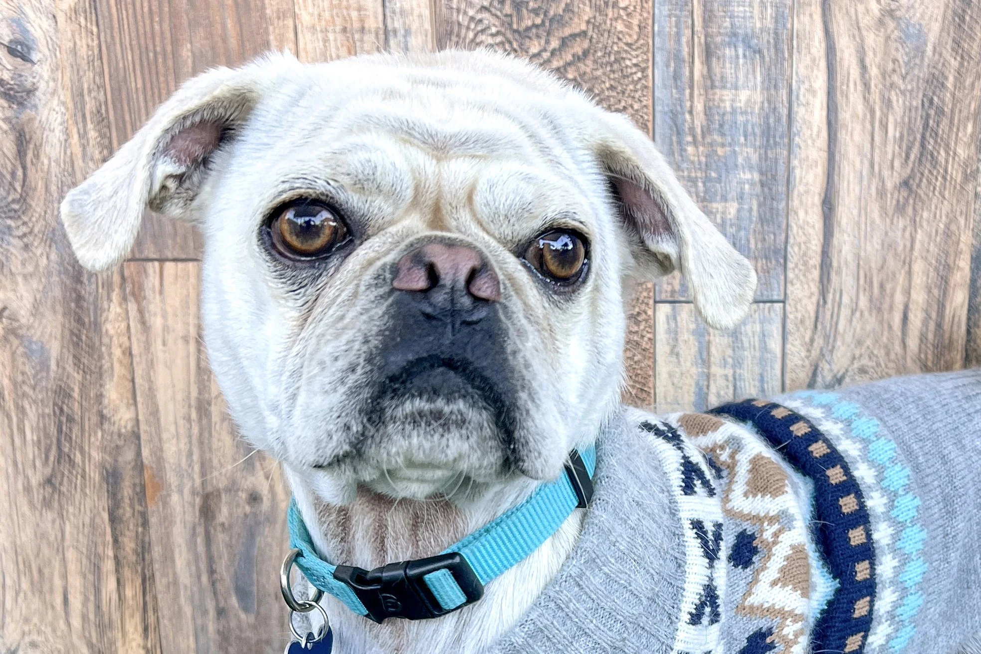 Pick me!   Pugsley    Adoptable Dogs  
