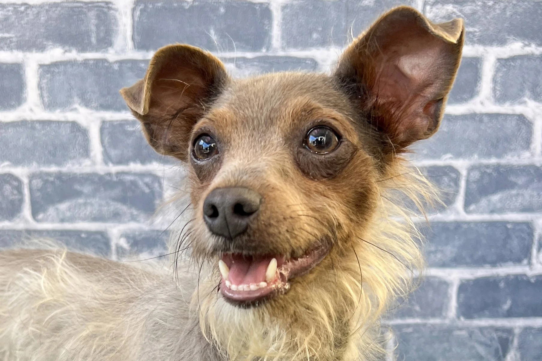  Pick me!   Buddy    Adoptable Dogs  