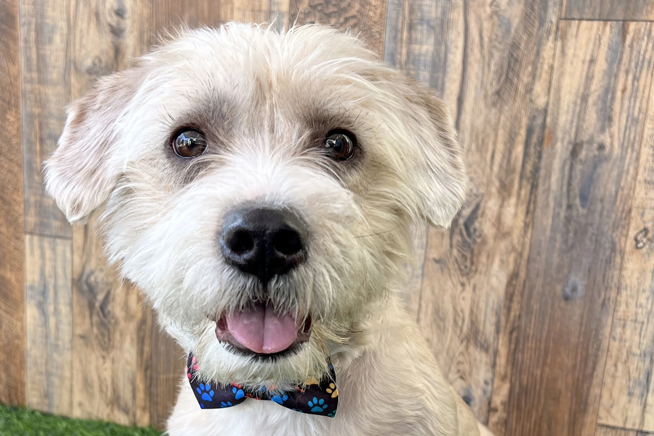  Pick me!   Marty McFly    Adoptable Dogs  