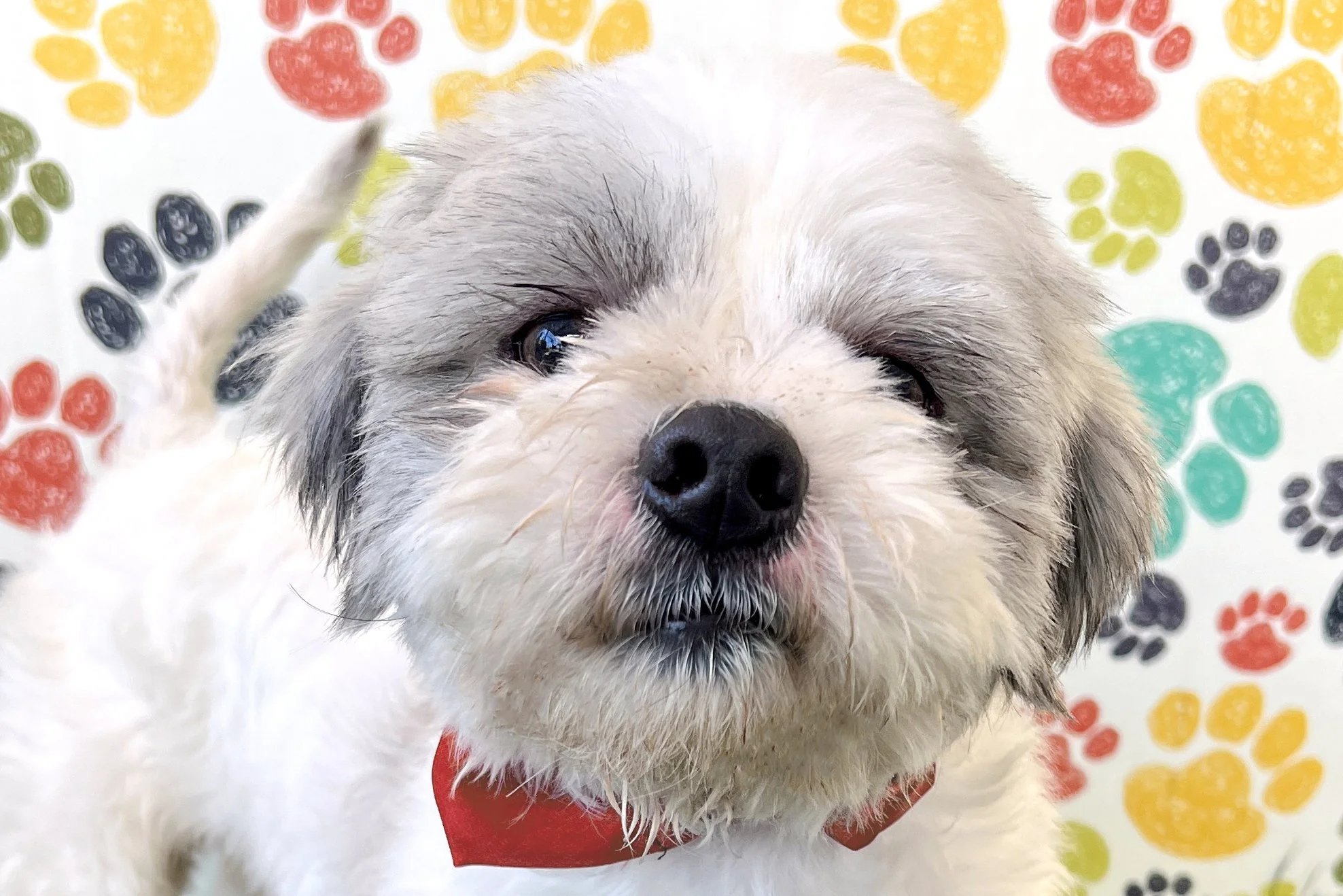  Pick me!   Slinky    Adoptable Dogs  