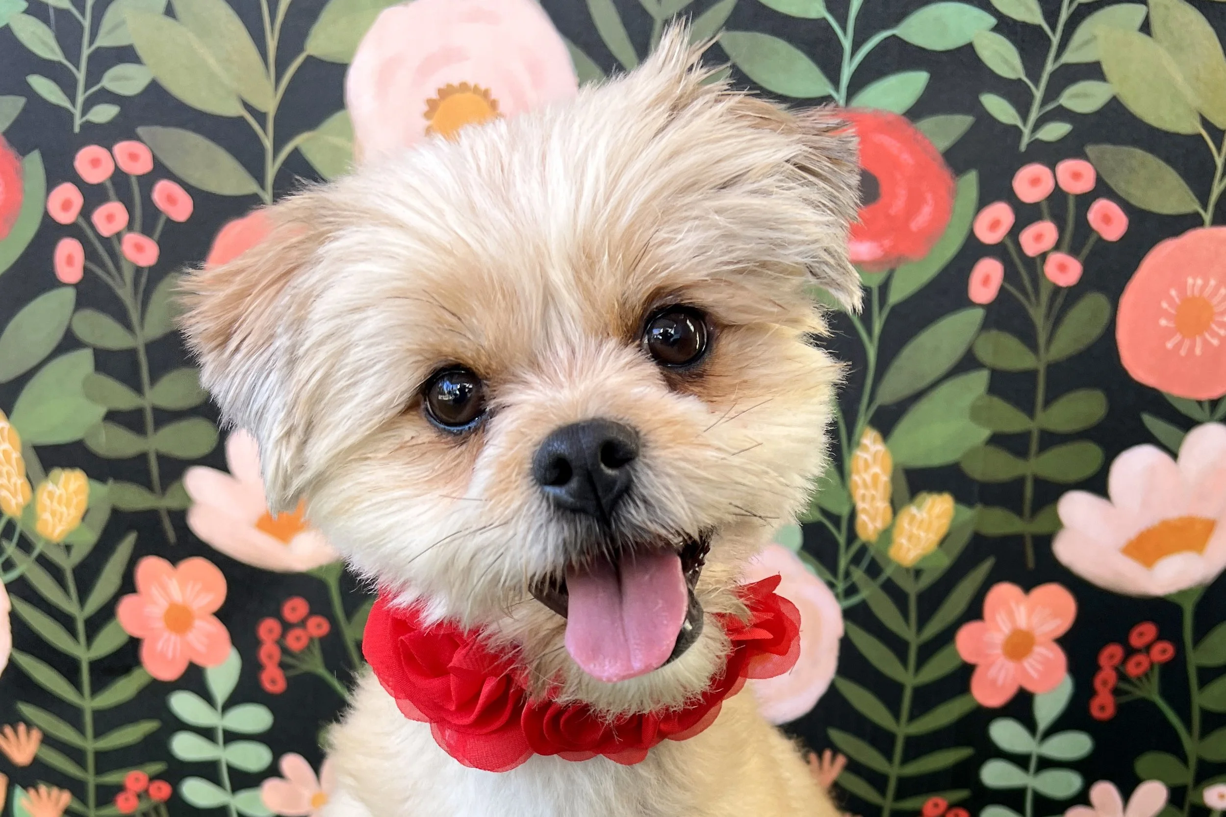  Pick me!   Squirt    Adoptable Dogs  