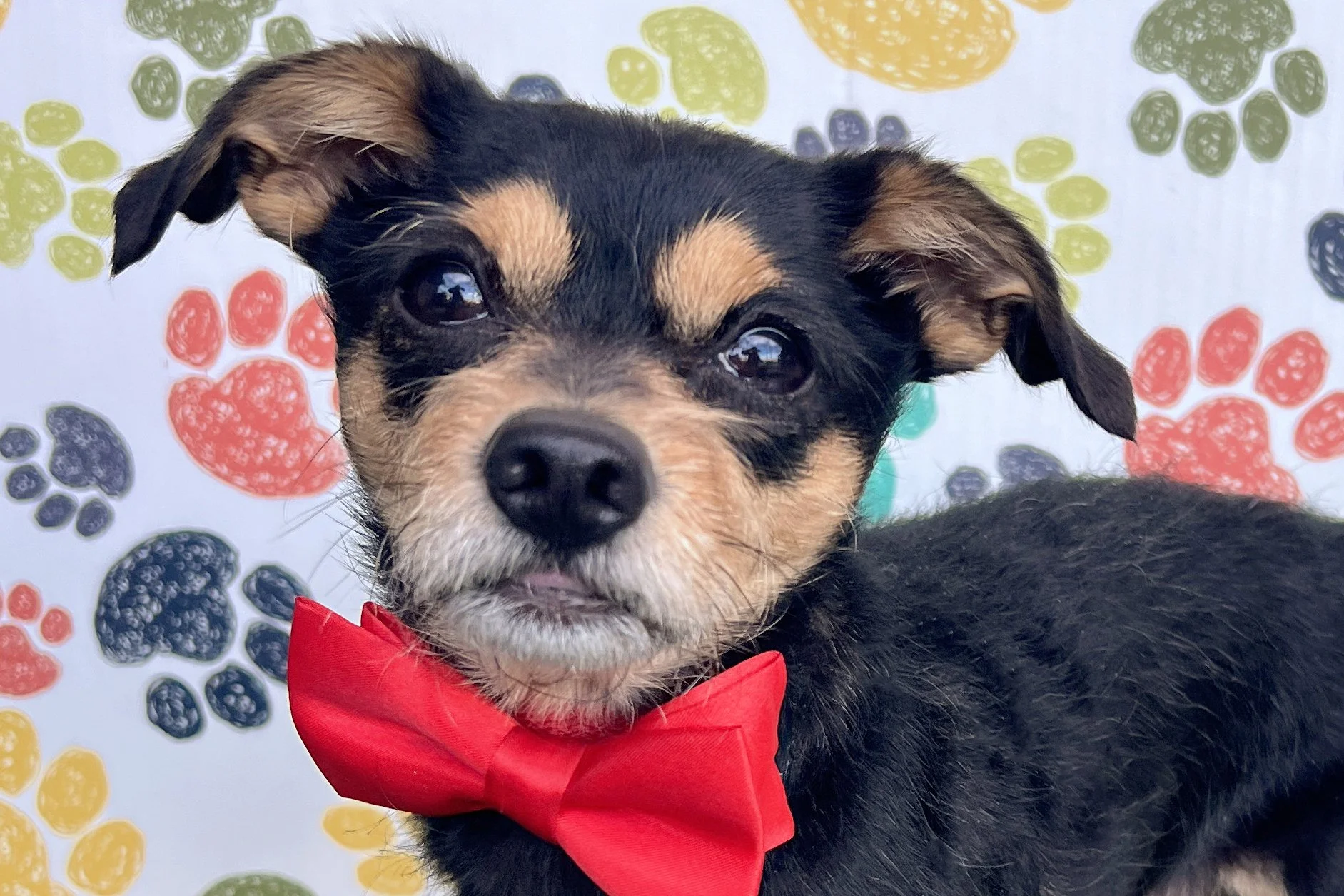  Pick me!   Chandler    Adoptable Dogs  