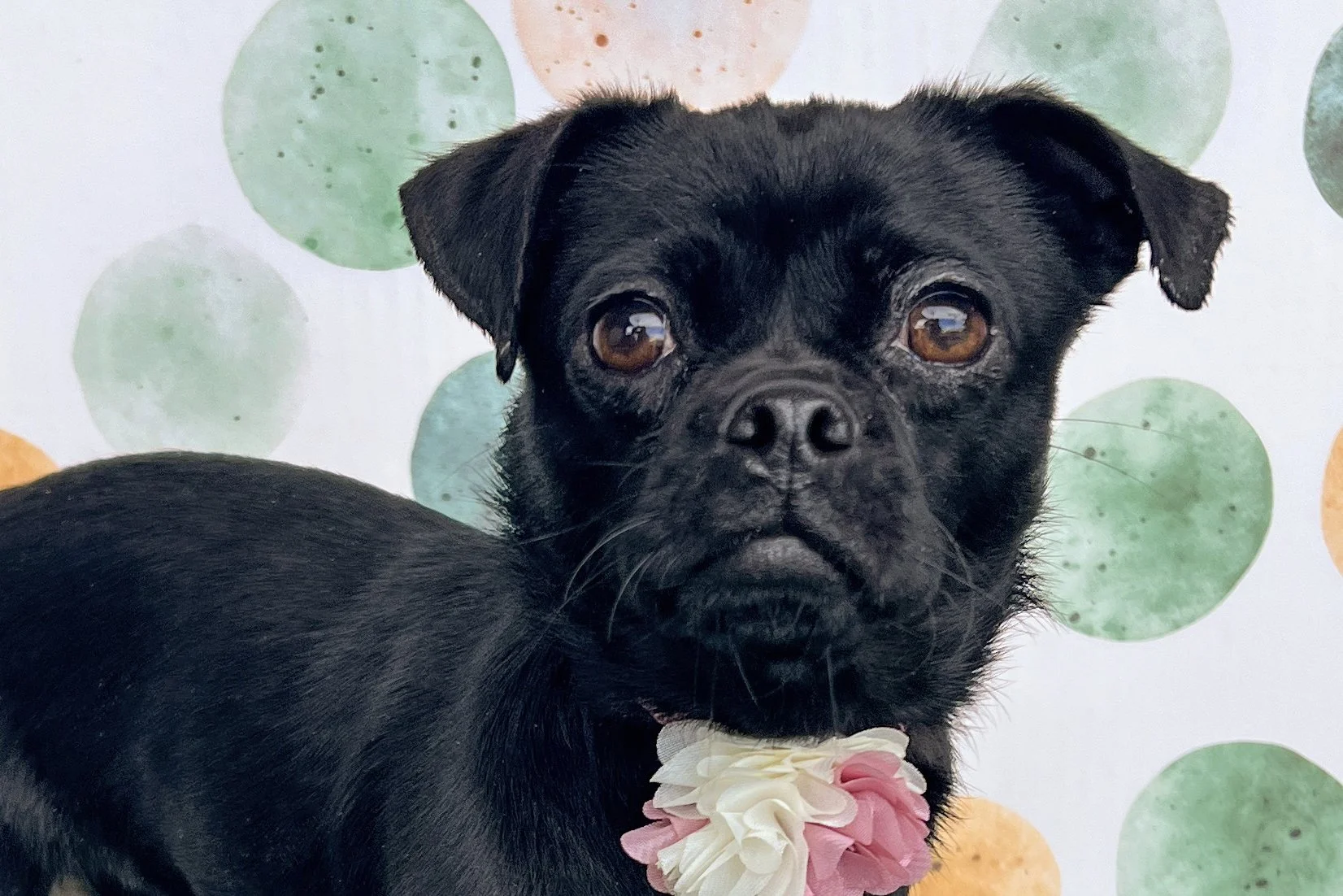  Pick me!   Mandy    Adoptable Dogs  