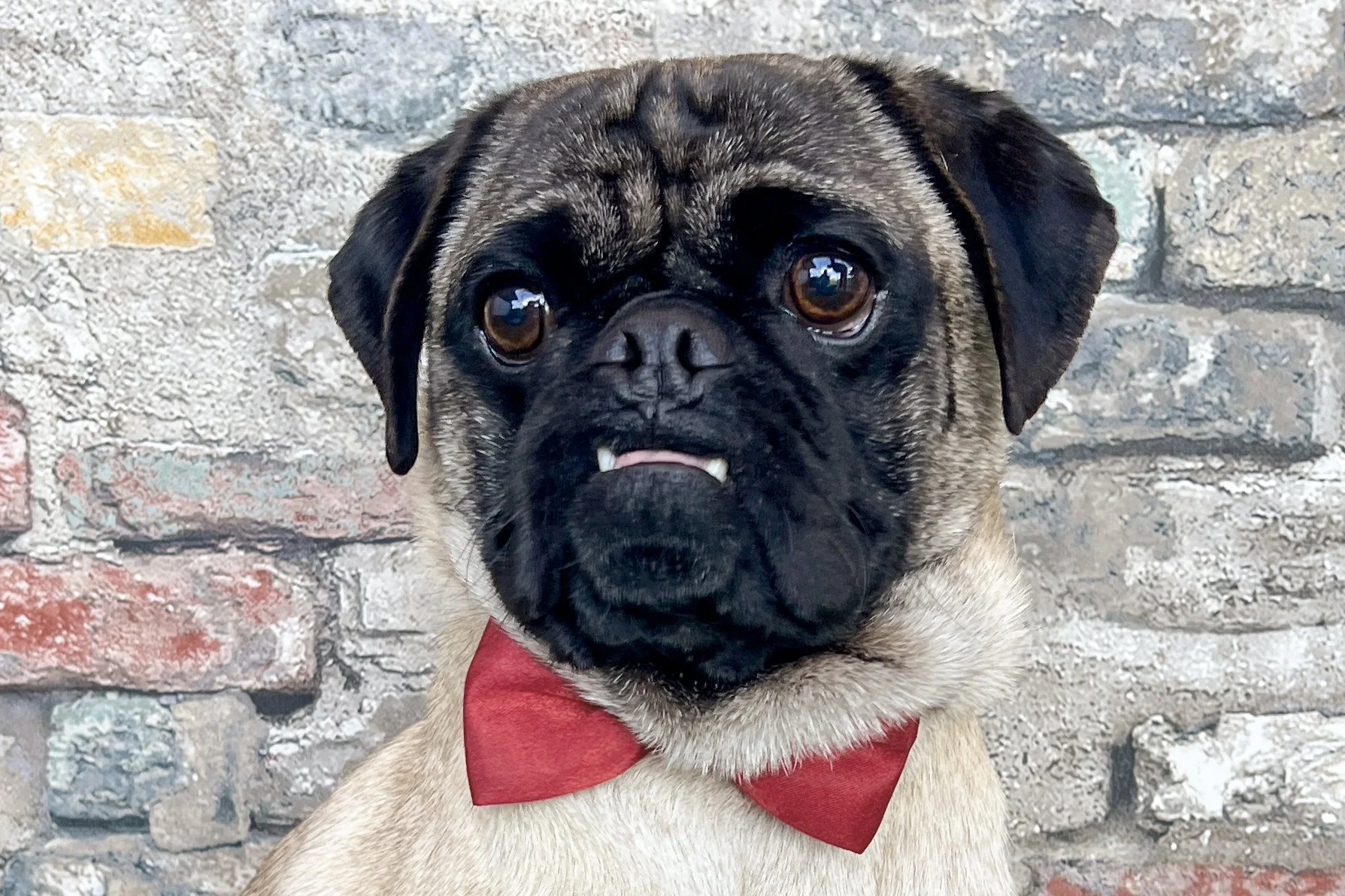  Pick me!   Moe    Adoptable Dogs  