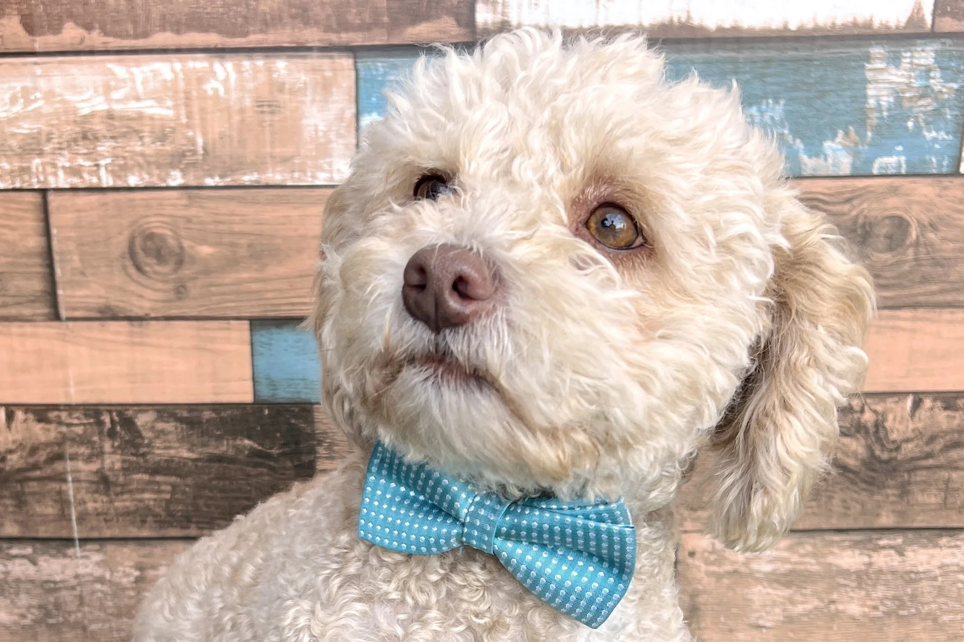  Pick me!   Sebastian    Adoptable Dogs  