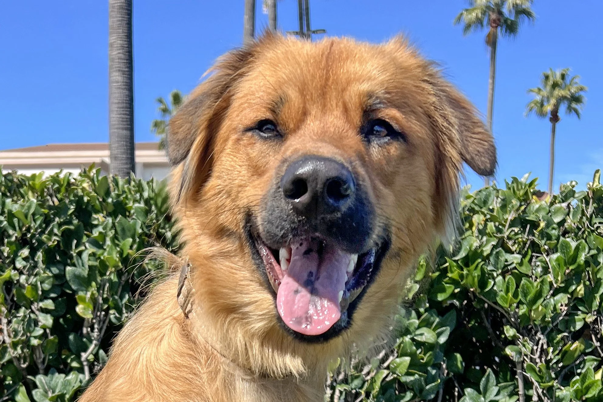  Pick me!   Stetson    Adoptable Dogs  