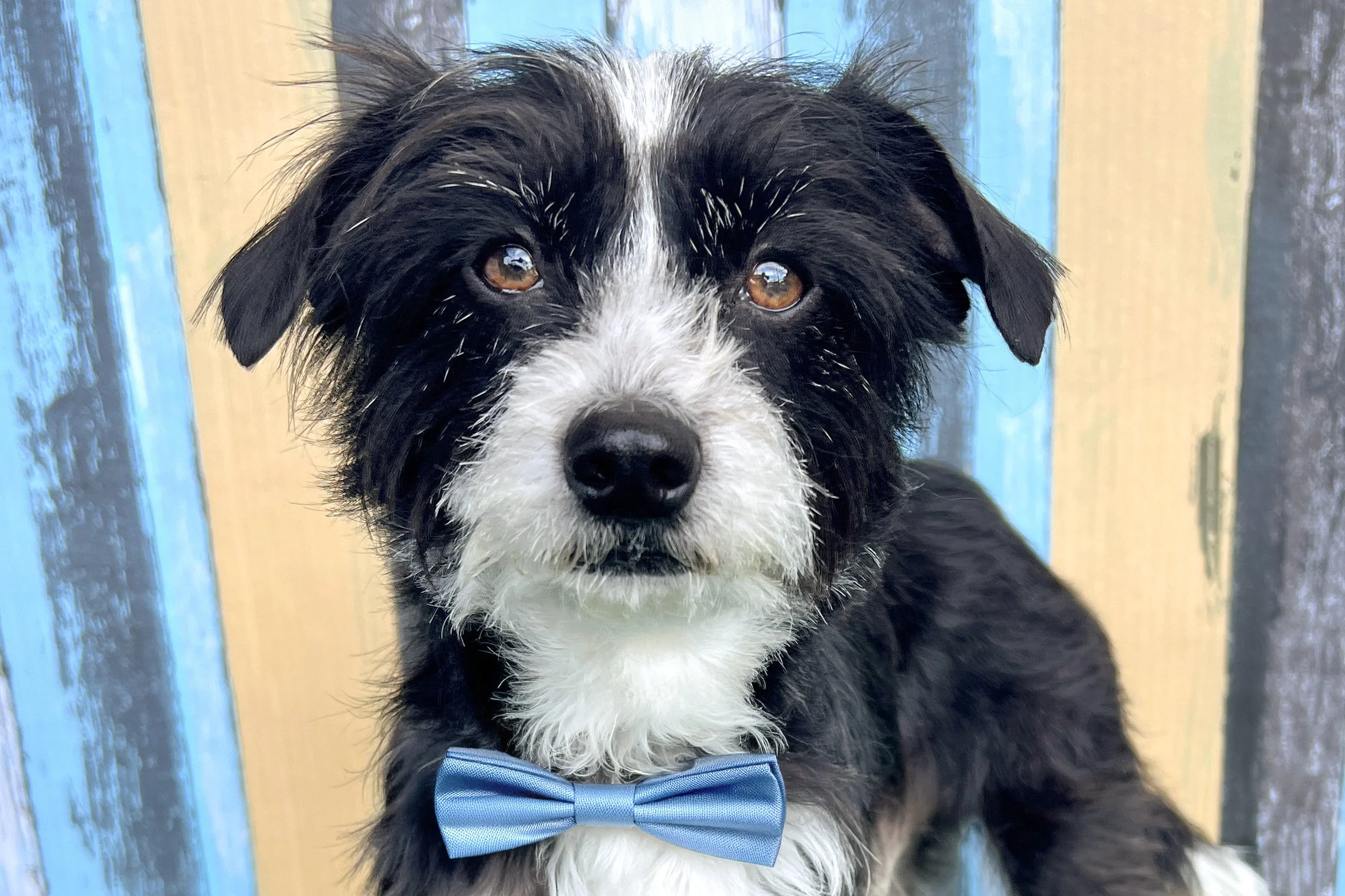  Pick me!   Truffle    Adoptable Dogs  