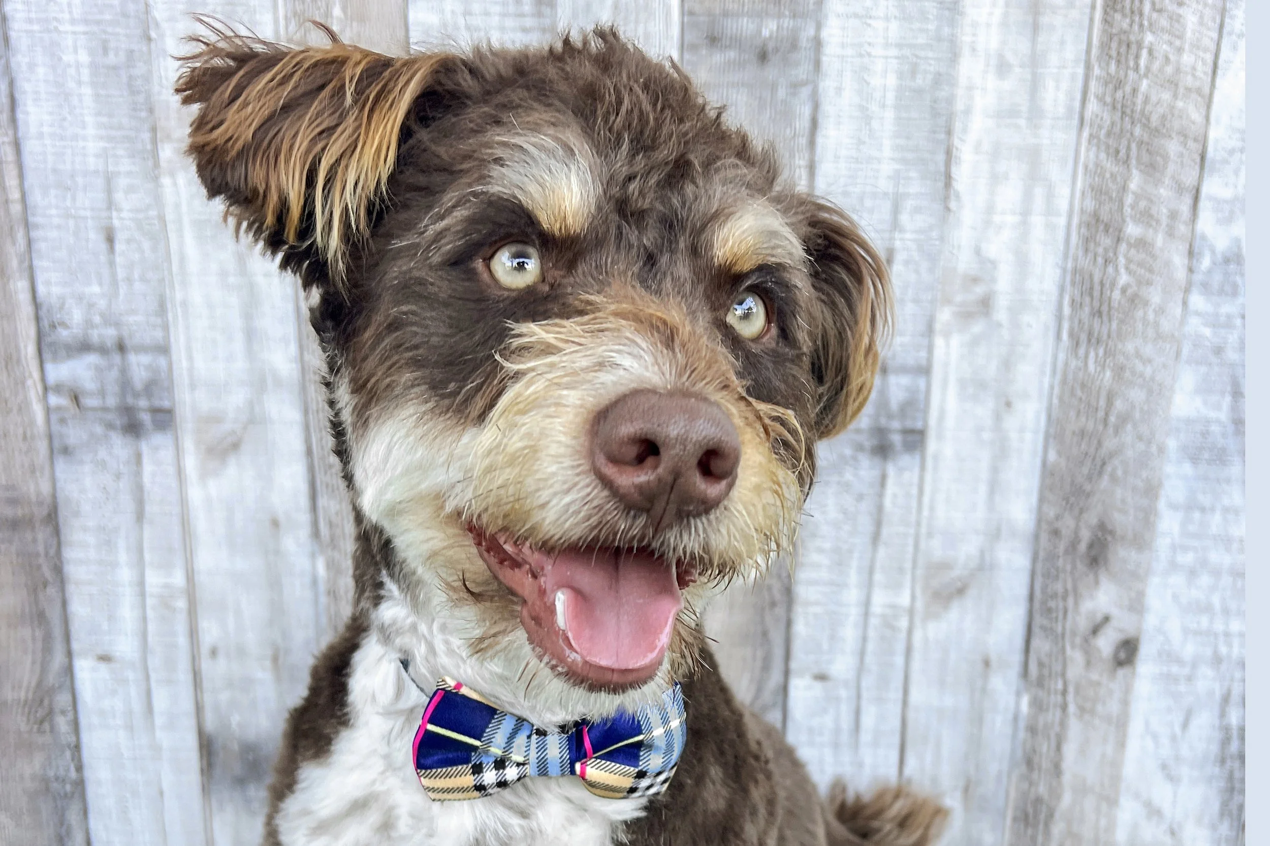  Pick me!   Dumpling    Adoptable Dogs  