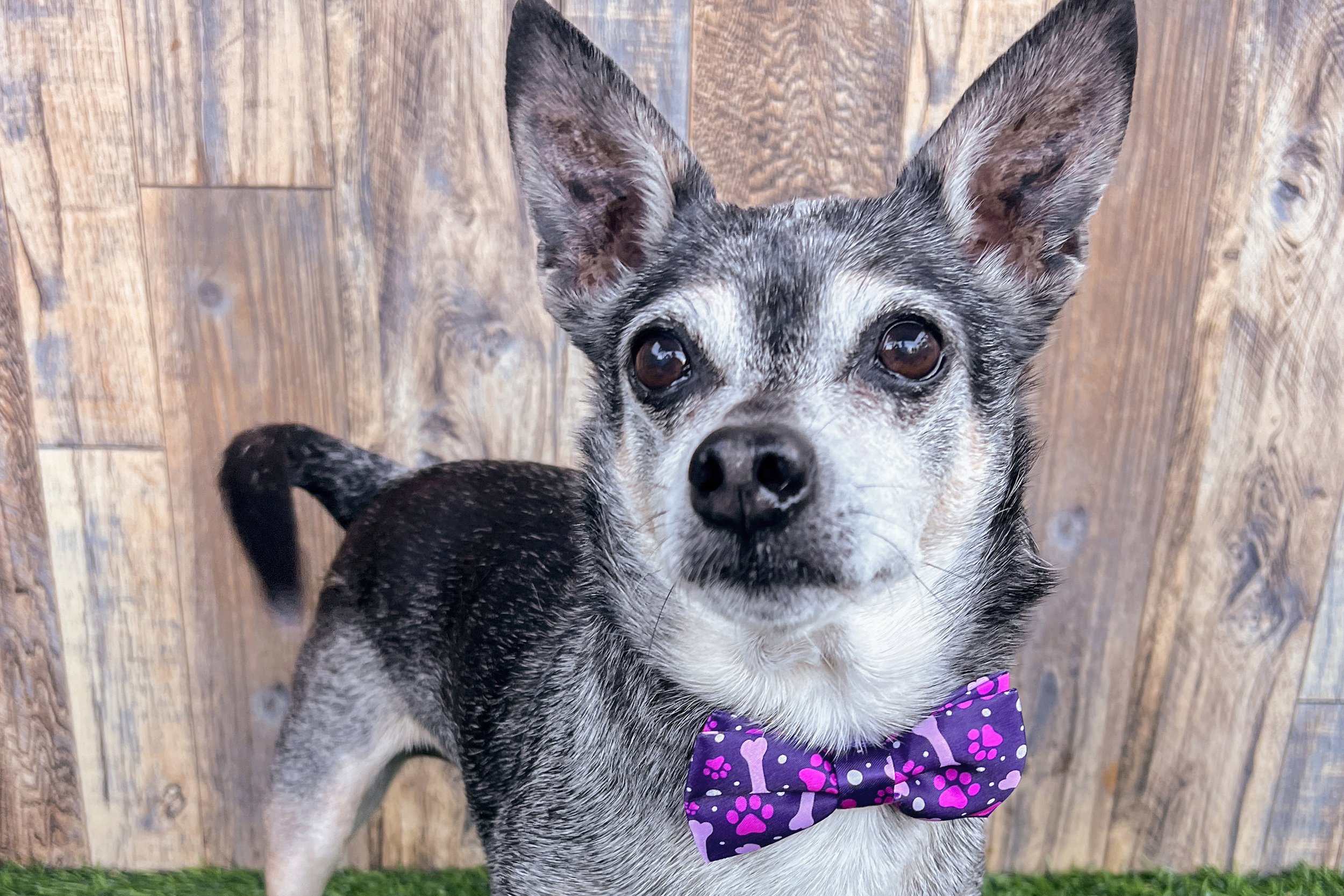  Pick me!   Bruce    Adoptable Dogs  