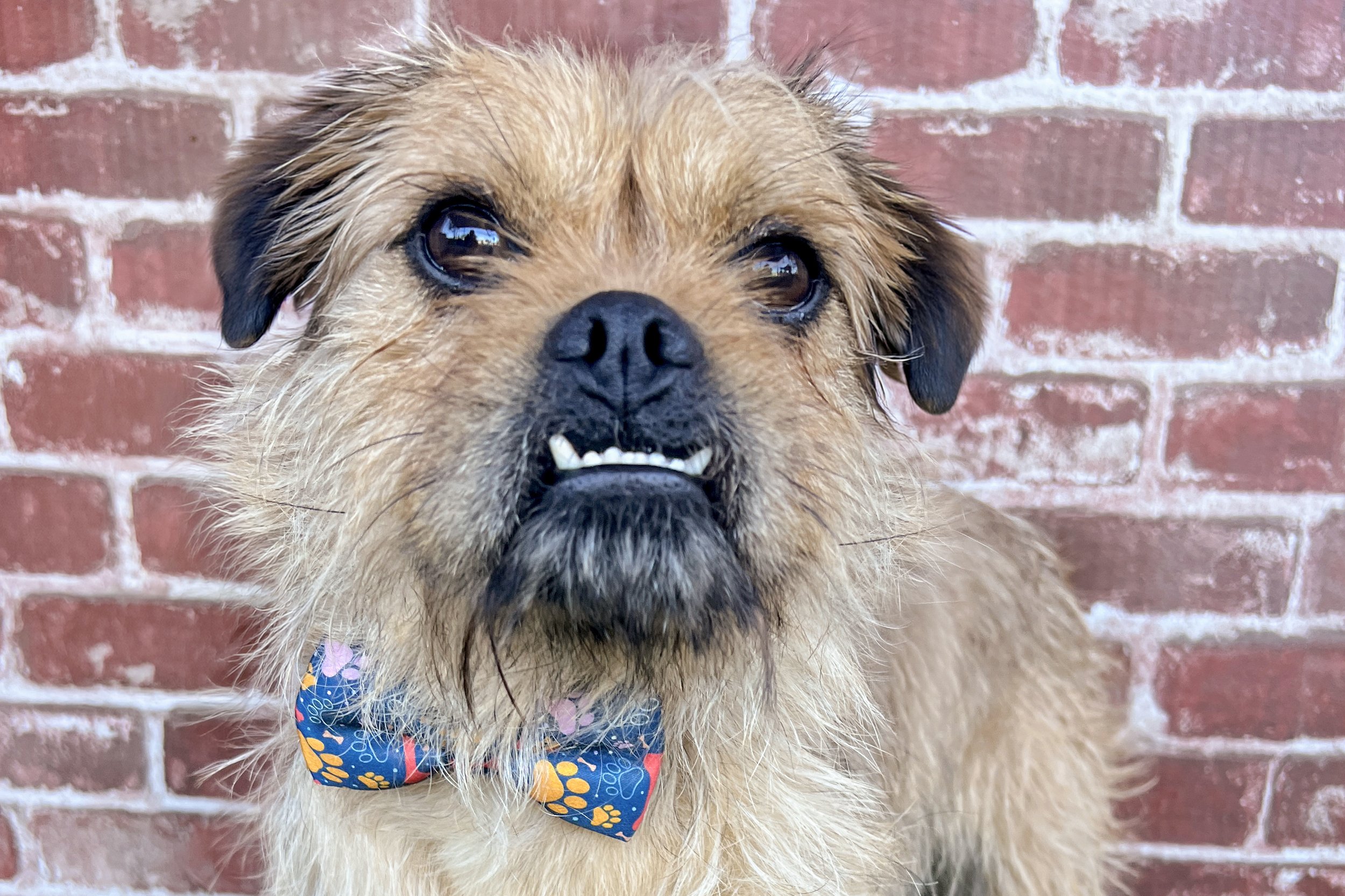  Pick me!   Gilbert    Adoptable Dogs  