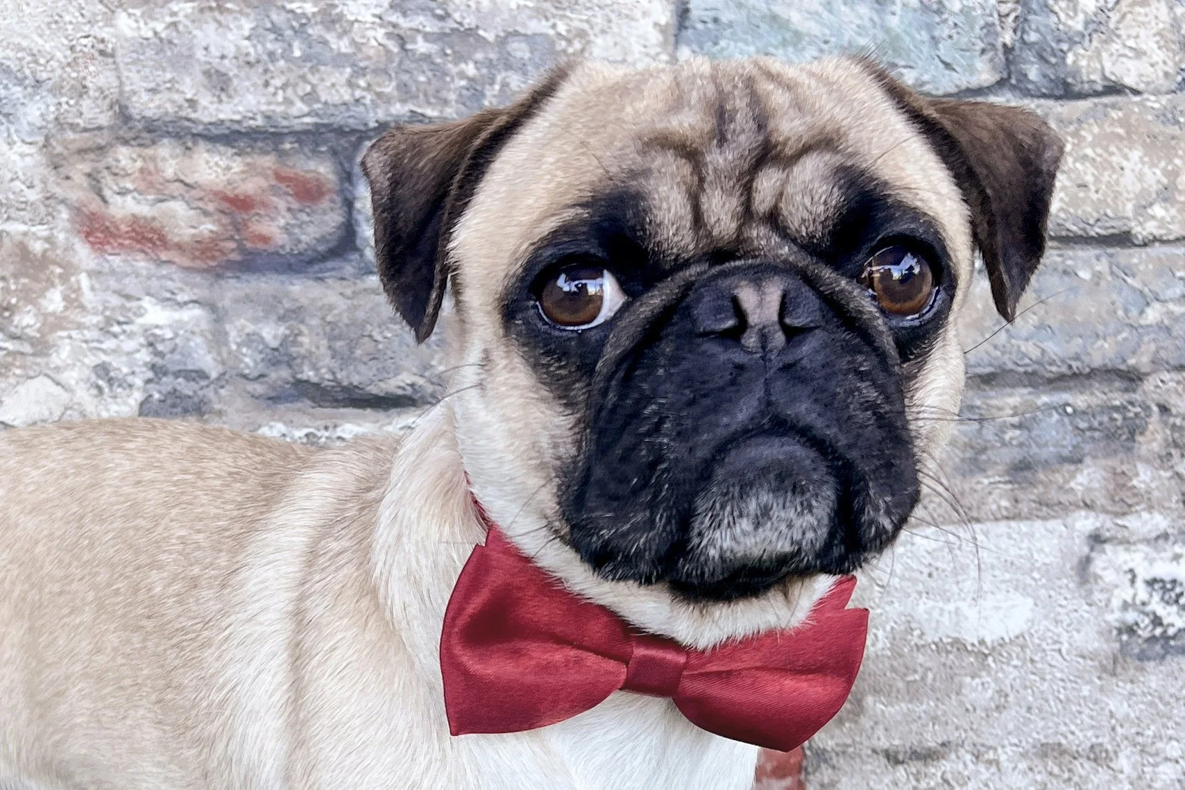  Pick me!   Perry    Adoptable Dogs  