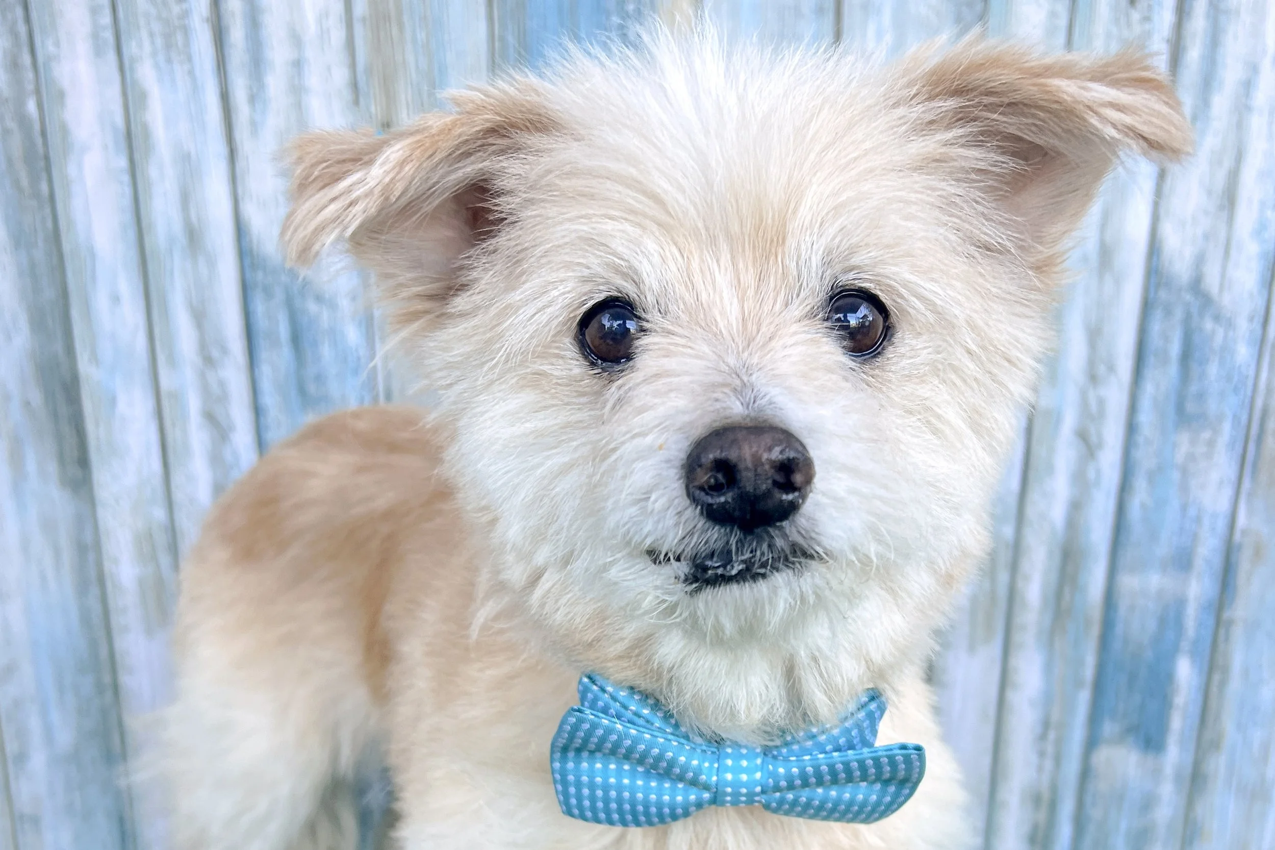  Pick me!   Pancake    Adoptable Dogs  