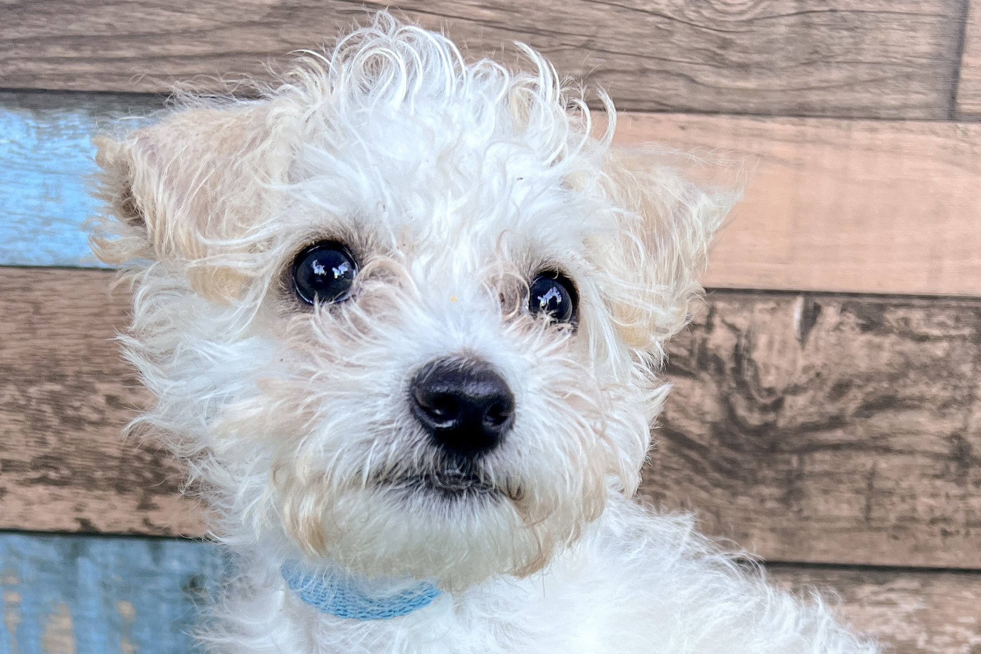  Pick me!   Porter    Adoptable Dogs  