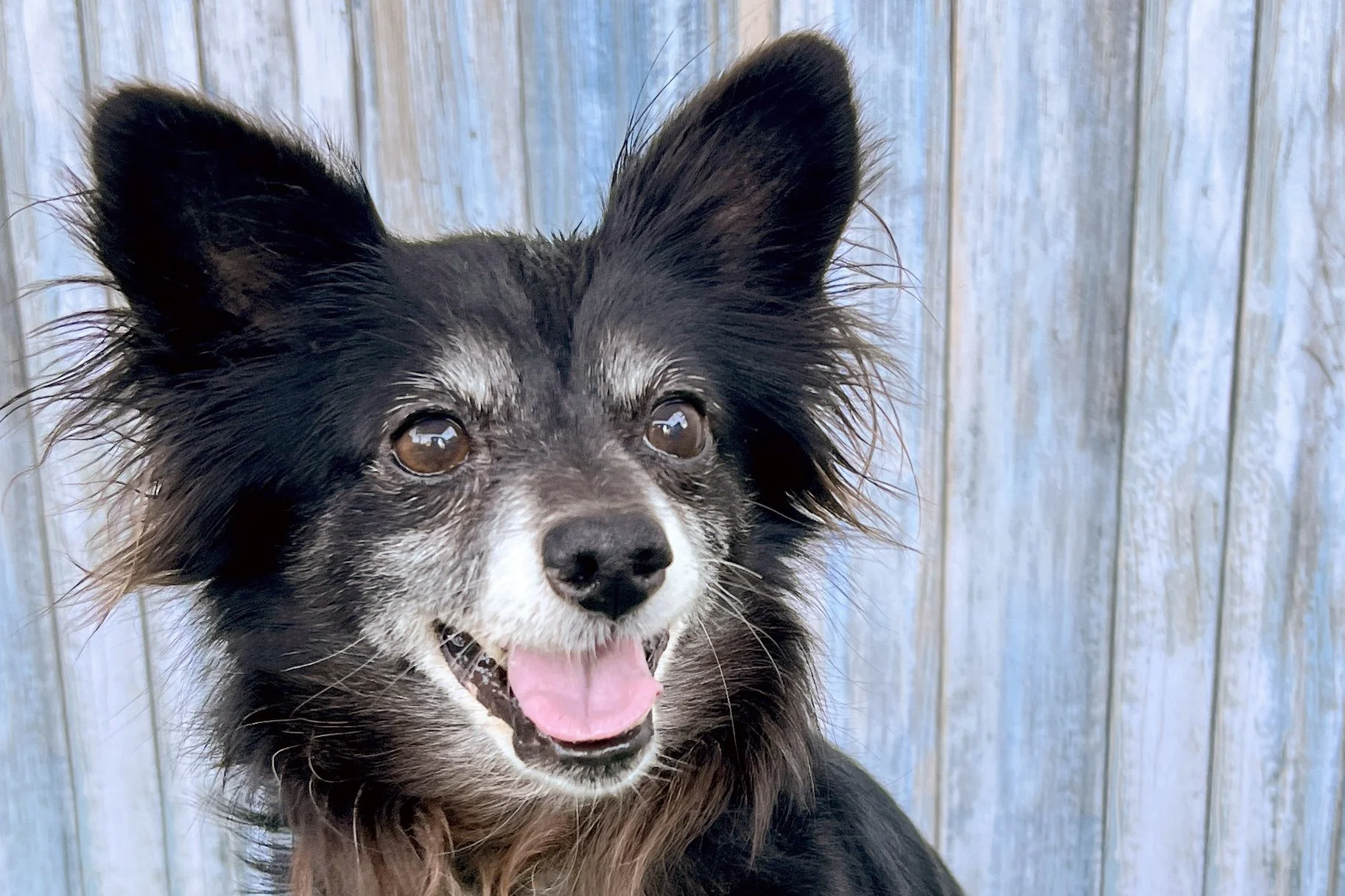  Pick me!   Rigatoni    Adoptable Dogs  