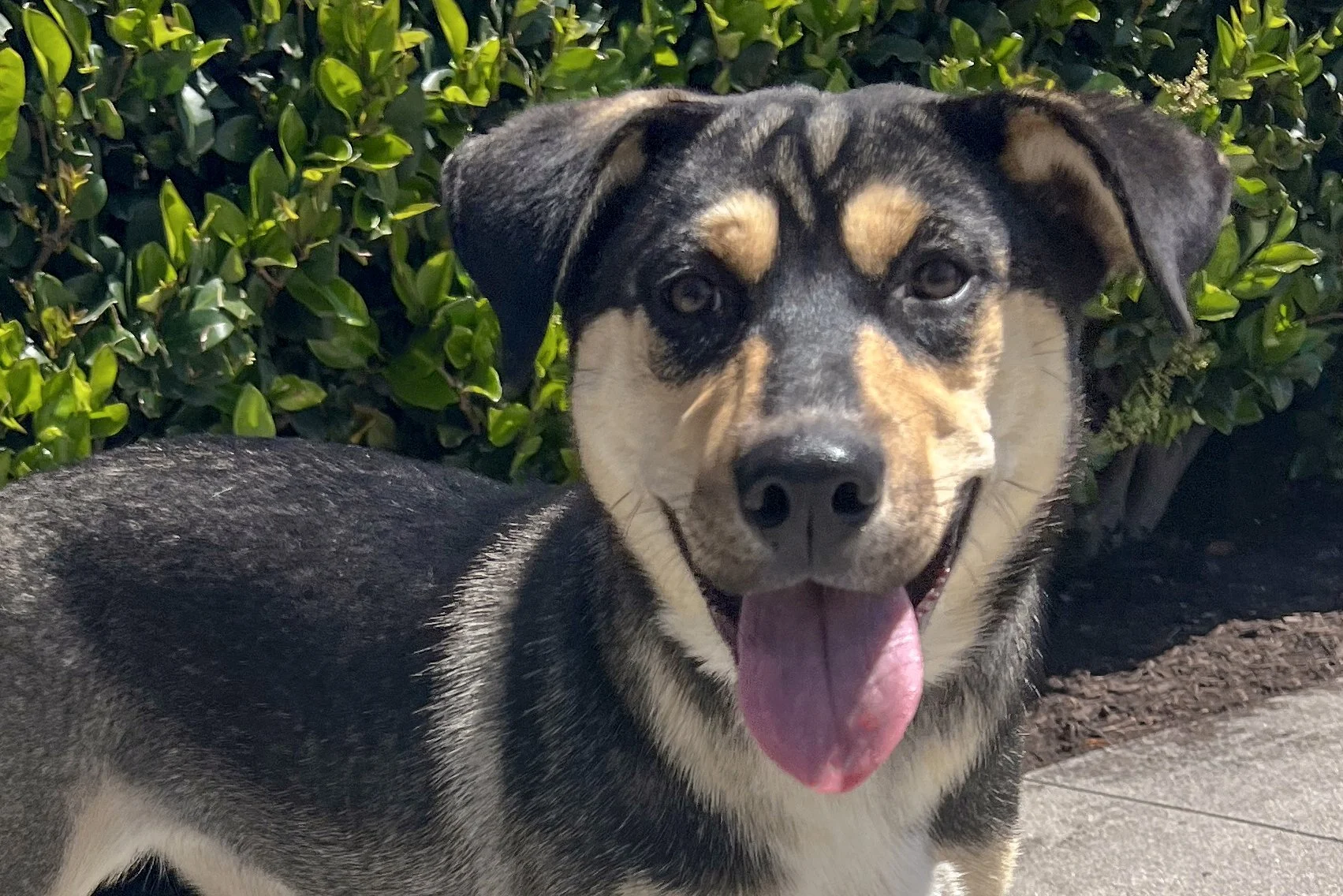  Pick me!   Bellatrix    Adoptable Dogs  